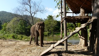 campement des éléphants au centre ananta